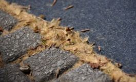 El lado oscuro del plátano de sombra: belleza urbana, pesadilla alérgica