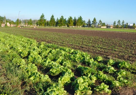 Sin Ley de Tierras: la Corte rechazó el amparo y la discusión pasa a Diputados